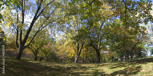 Golden Autumn in High Park 3