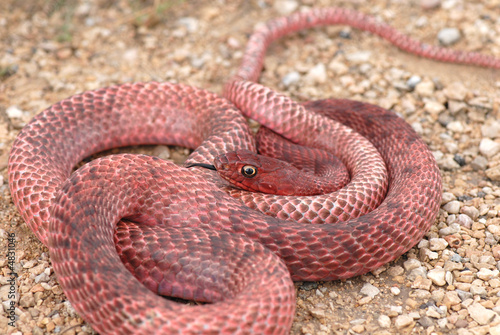 Red Coachwhip Snake