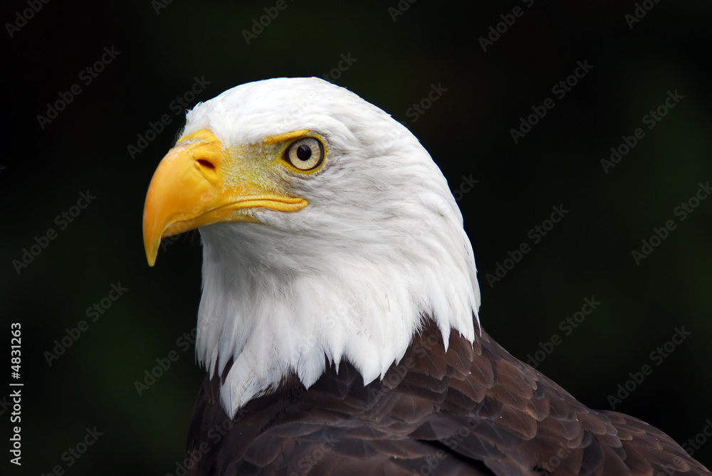 American Bald Eagle (Haliaeetus leucocephalus) American Bald Eagle (Haliaeetus leucocephalus)