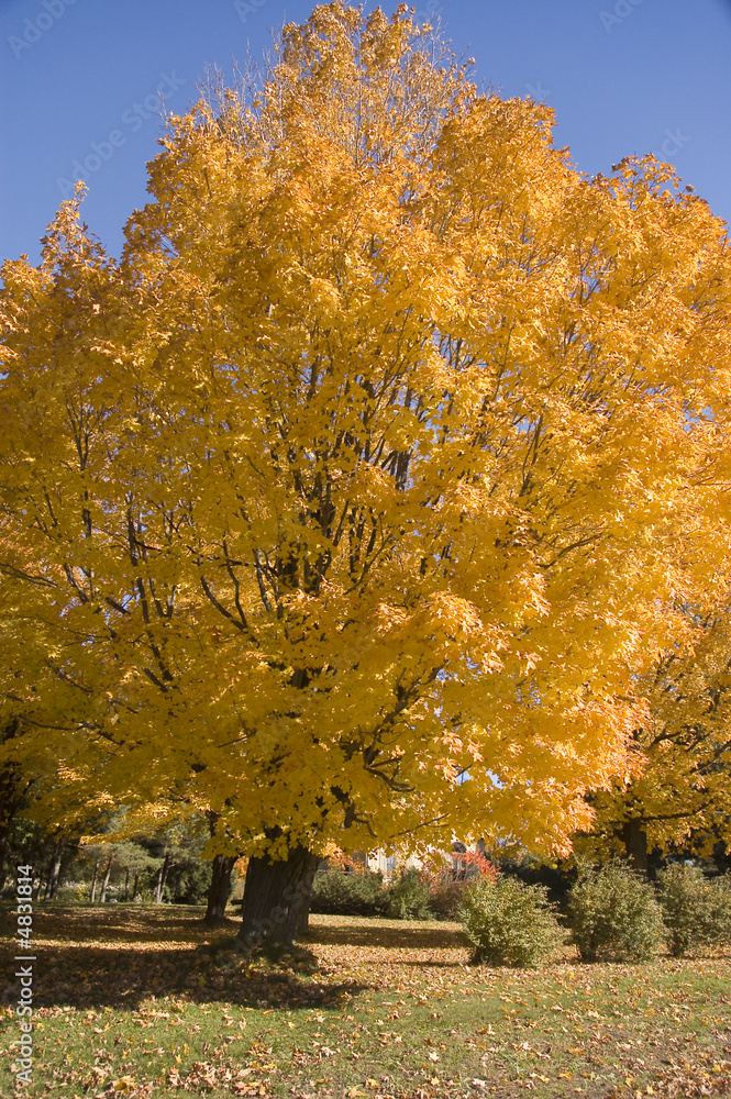Autumn tree Autumn tree