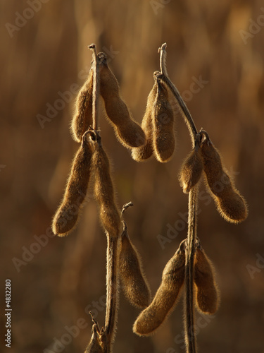 Dried Soybeans Backlit in Autumn Field, Pennsylvania, USA