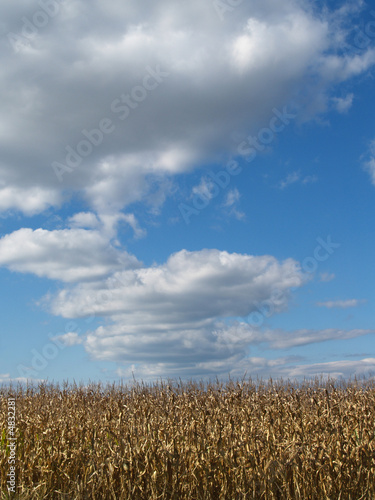 October Cornfield and Cloudscape; Pennsylvania, USA