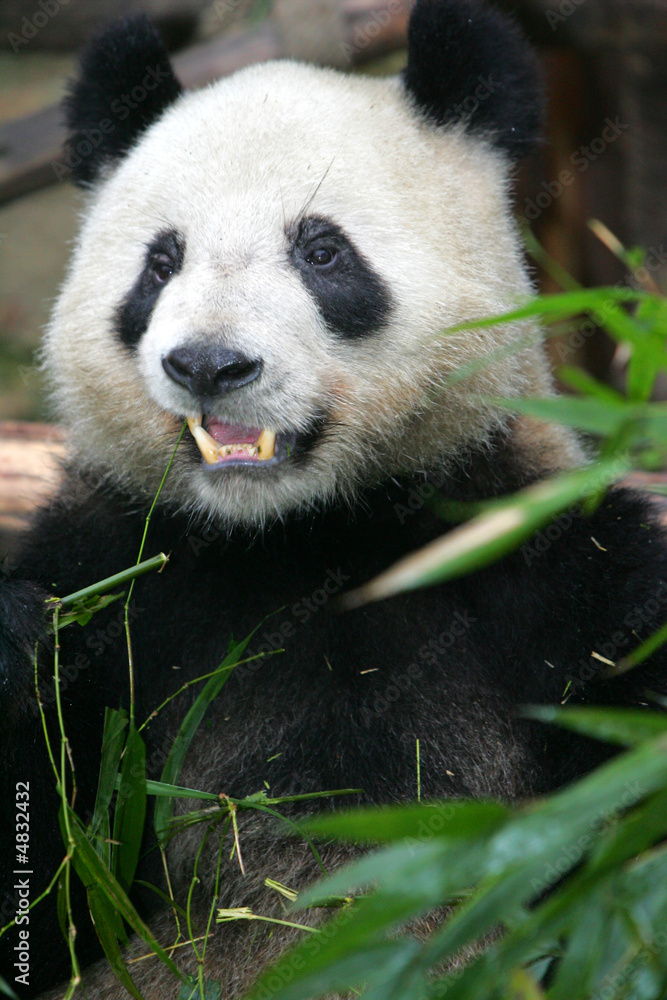 Obraz premium Giant Panda Bear