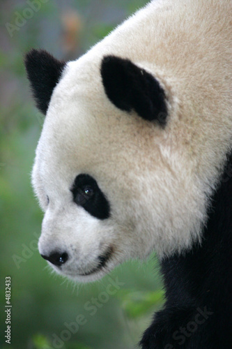 Fototapeta Naklejka Na Ścianę i Meble -  Giant Panda Bear