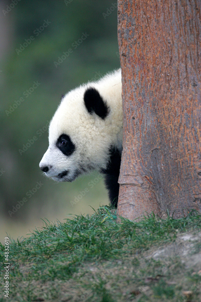 Fototapeta premium Giant Panda Bear