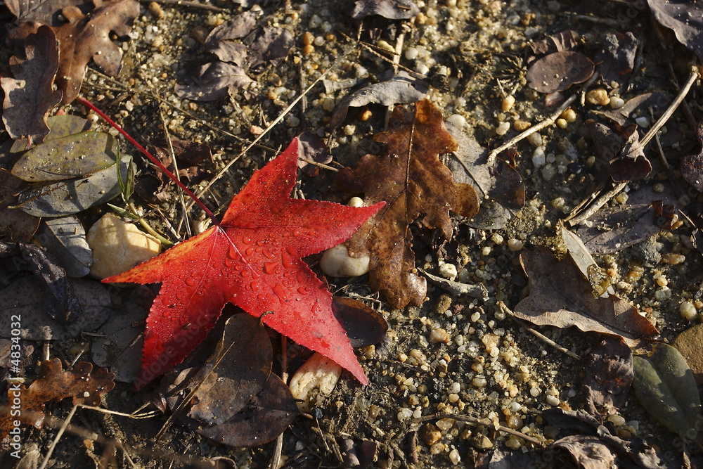 Feuilles mortes de liquidambar et de chêne Feuilles mortes de liquidambar et de chêne