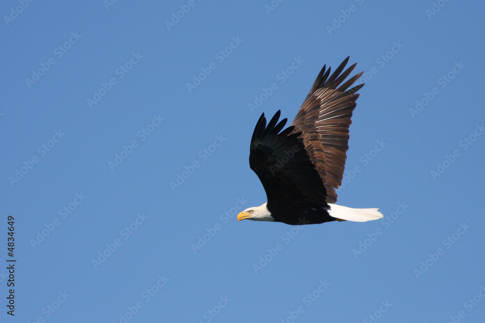 Flying Bald Eagle Flying Bald Eagle