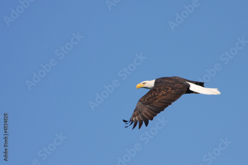 Flying Eagle