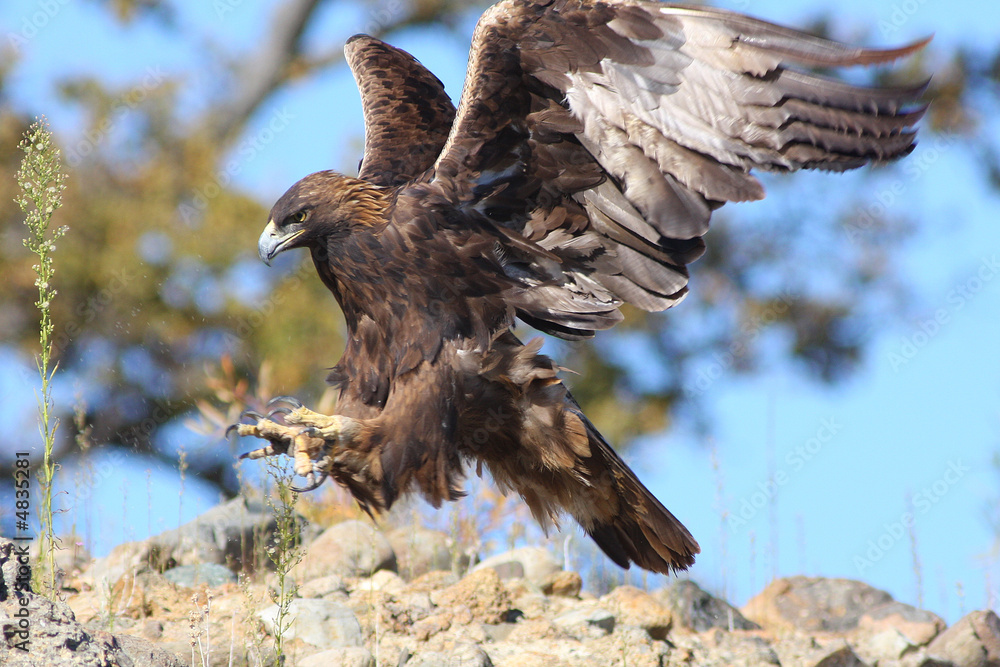 Naklejka premium Landing Eagle