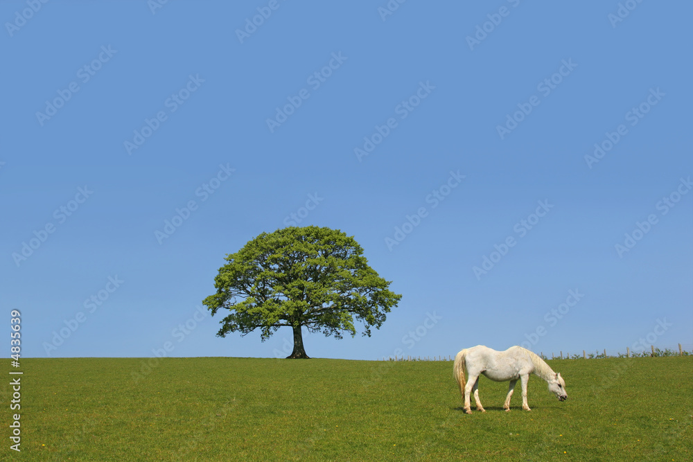 Fototapeta premium Natural Beauty