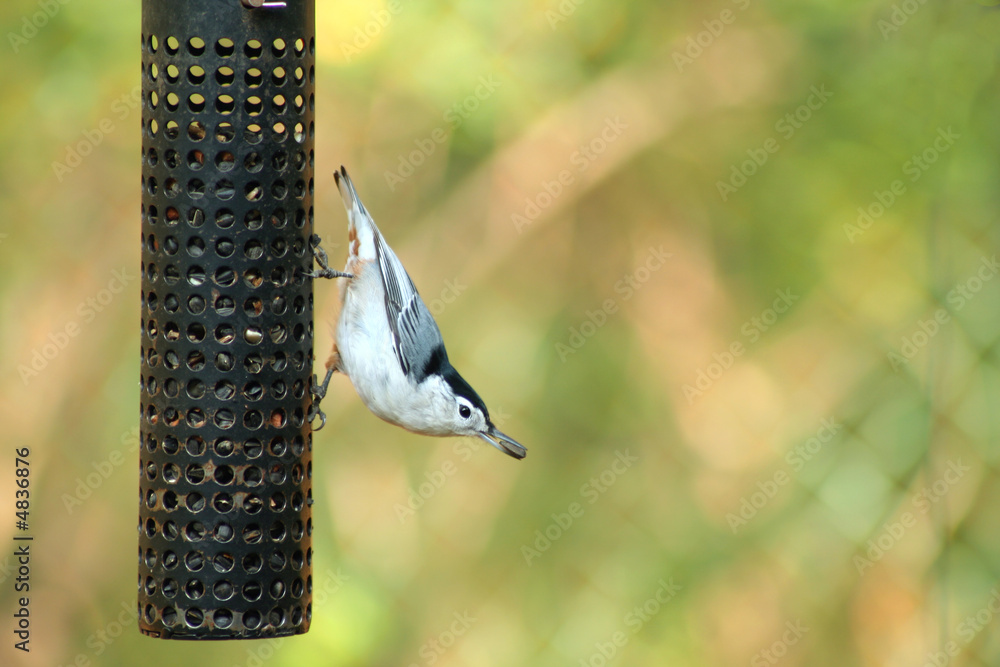 Naklejka premium White-breasted Nuthatch