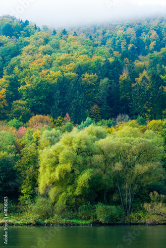 Fototapeta Naklejka Na Ścianę i Meble -  forest on the mosel