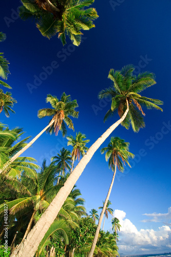 tropical palm tree paradise