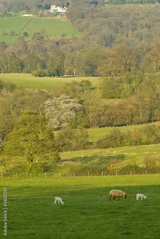 Fototapeta premium cotswolds landscape