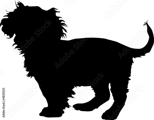 Animali silhouette - cani - Barboncino photo