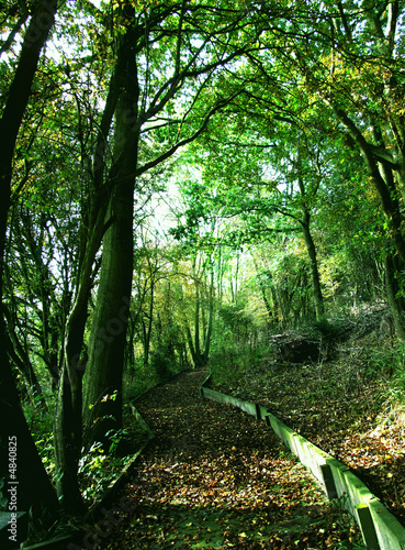 woodland walk