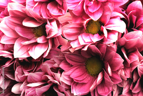 Pink Flowers