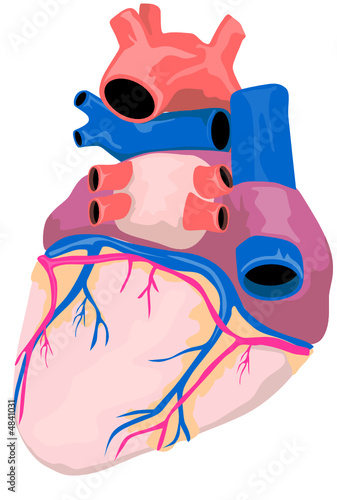 Anatomy of the heart