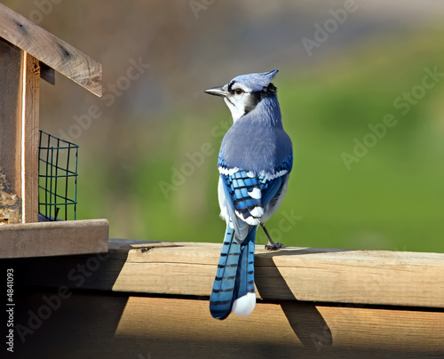Blue Jay perched on a deck rail next to a feeder.