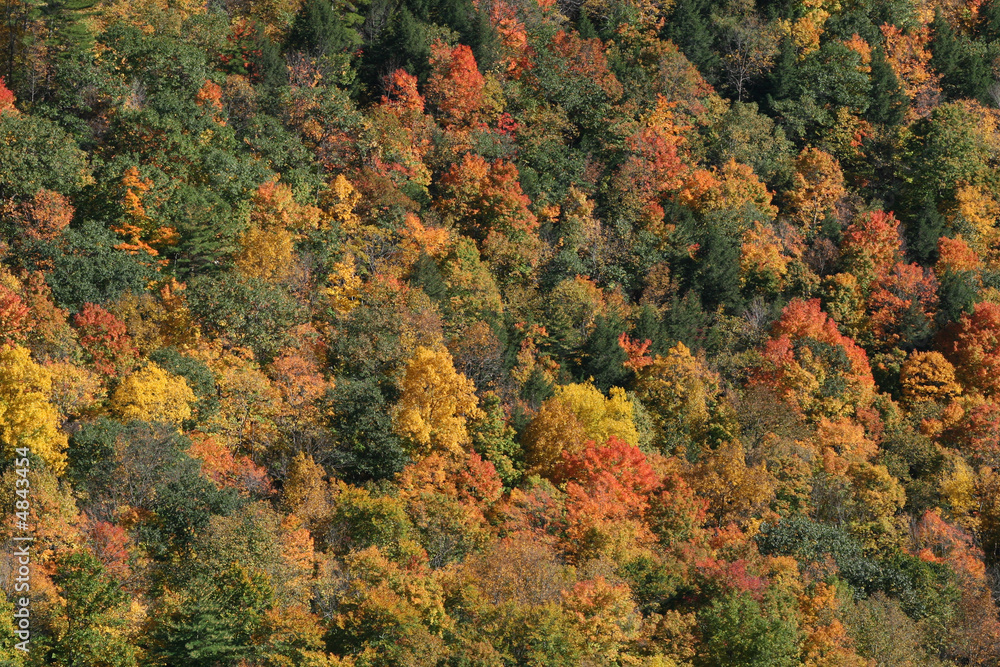 Fall Colors Fall Colors