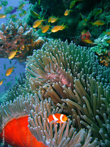 Colorful coral reef fish #4843631