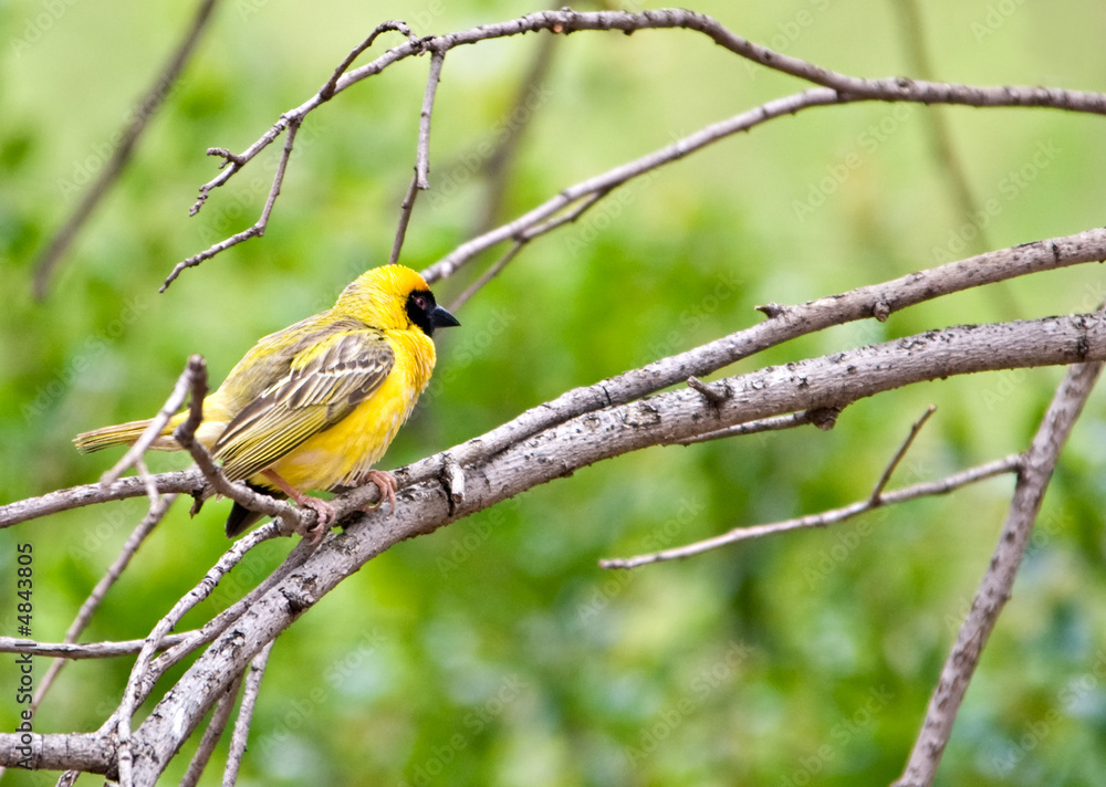 Weaver bird Weaver bird