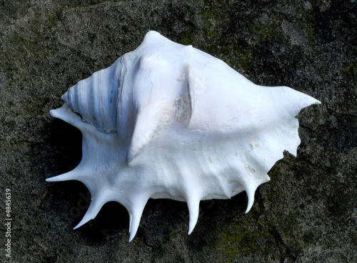 shell