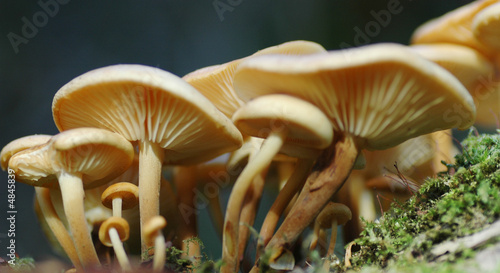 mushroom