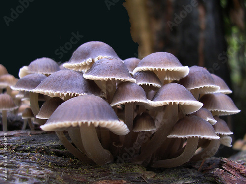 Fungi 