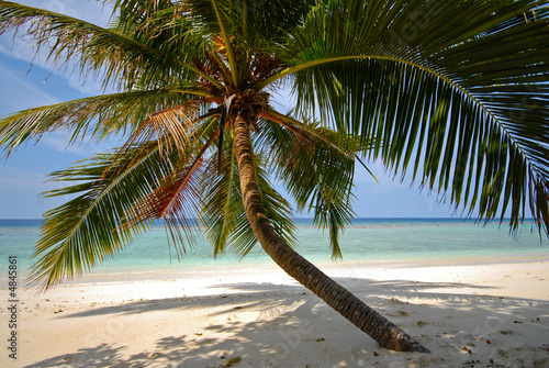 beach palm © vadimblagodarny