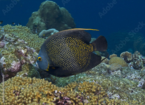 French angel fish