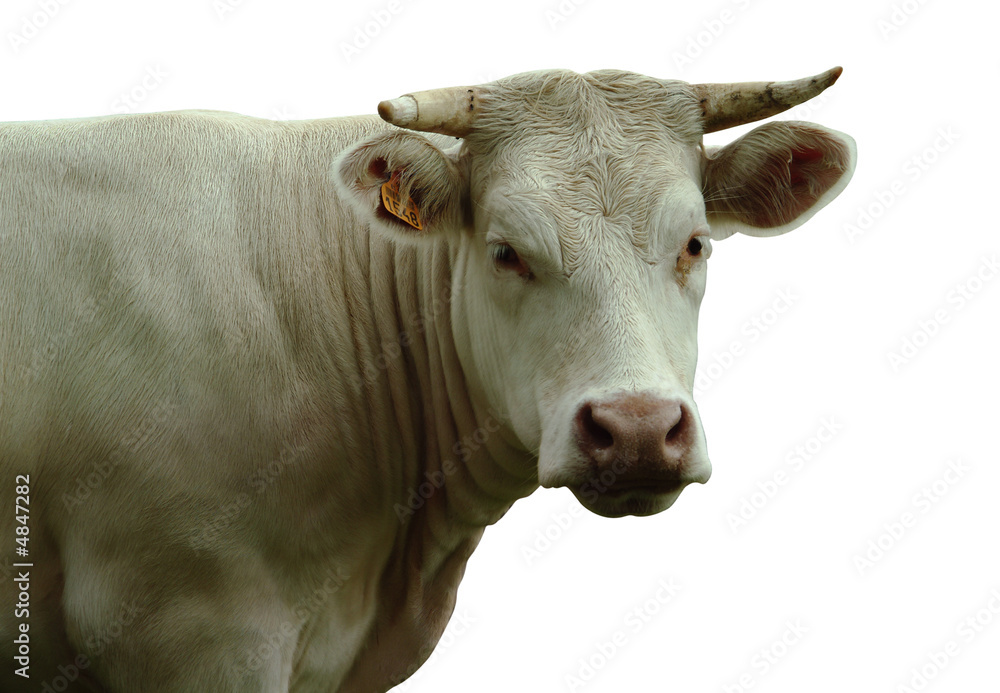 VACHE BLANCHE DETOUREE