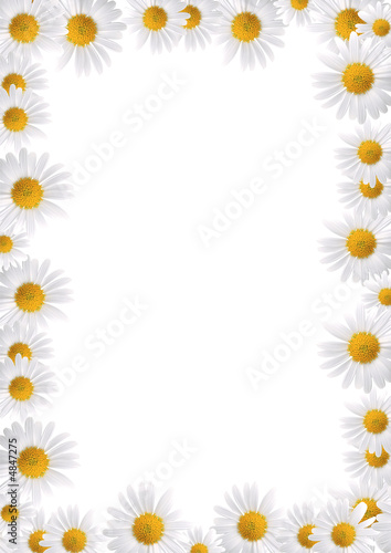 Frame made from daisies over white background