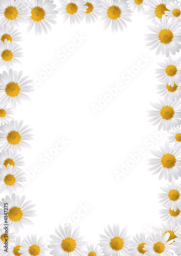 Frame made from daisies over white background