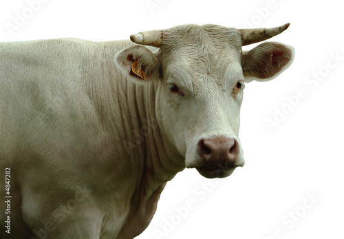 VACHE BLANCHE DETOUREE