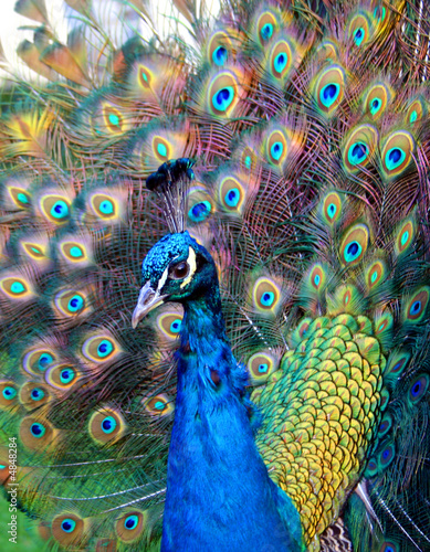 Beautiful colourful preening peacock