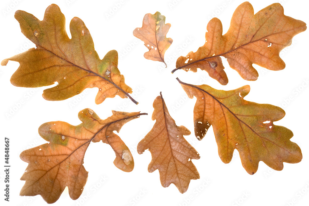 Fototapeta premium Autumn leafs