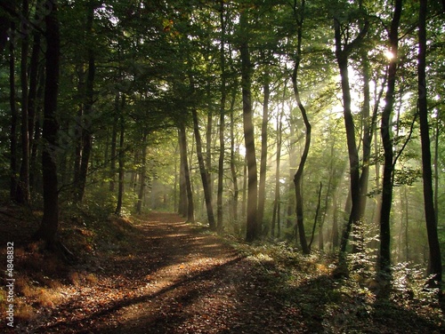 Sonnenstrahlen im Herbstwald