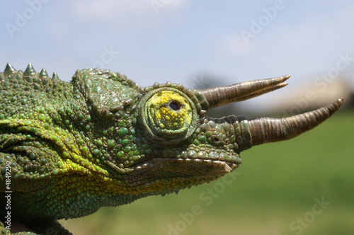 Male Jacksons Chameleon