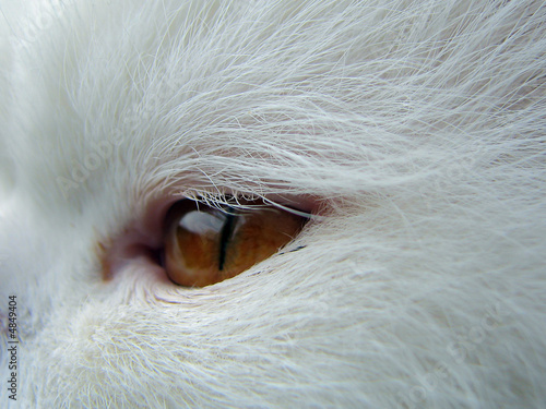 cat eye closeup
