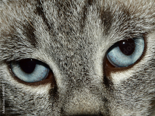 les yeux de chat