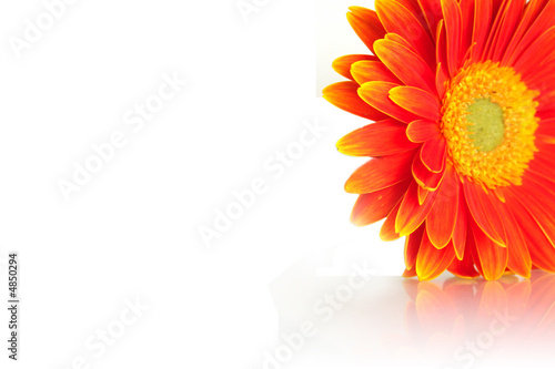 Tablou pe pânză gerbera