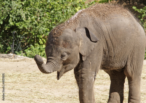Baby Elephant