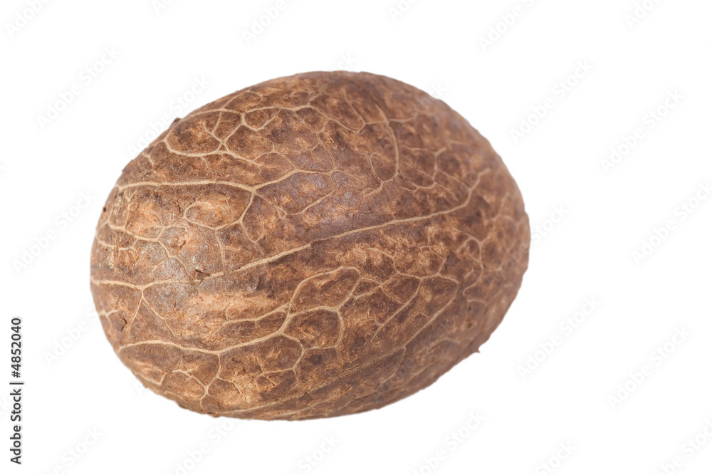 Naklejka premium Tagua Nut