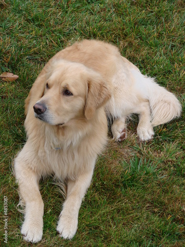 Golden Retriever