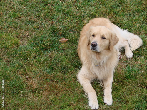 Golden Retreiver