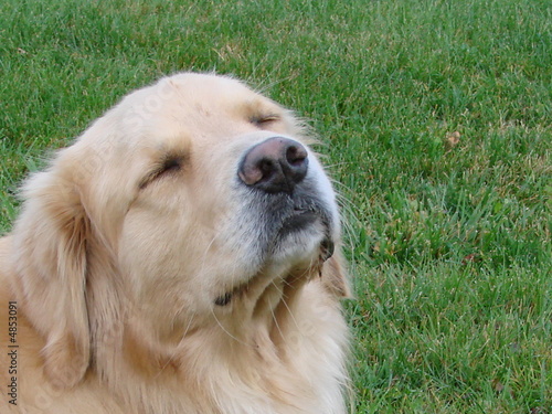 Dog Smelling