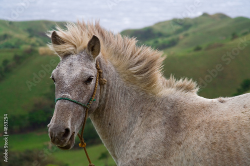 Wild and free horse