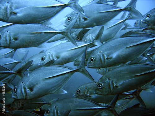 School of tuna