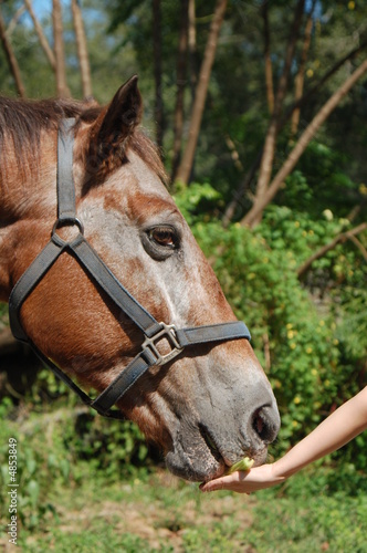 Hand Fed Smiling Horse